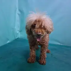 경산시 갈색 푸들 암컷