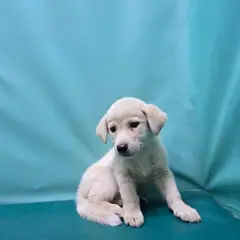 경산시 크림색 믹스견 수컷