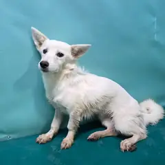 경산시 흰색 믹스견 암컷