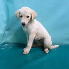 경산시 흰색 믹스견 암컷