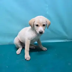 경산시 크림색 믹스견 암컷