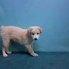 경산시 크림색 믹스견 수컷