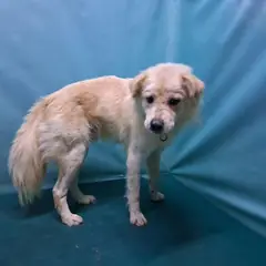 경산시 크림색 믹스견 수컷