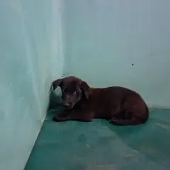 경산시 검정색 믹스견 수컷