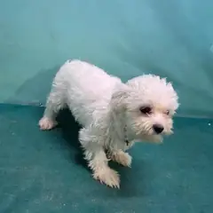 경산시 흰색 말티즈 암컷