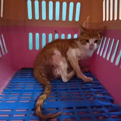 경산시 레몬색&흰색 한국 고양이 수컷