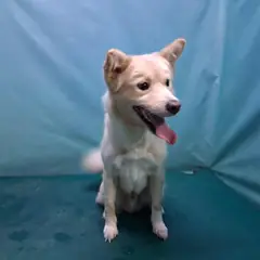 경산시 크림색 믹스견 수컷