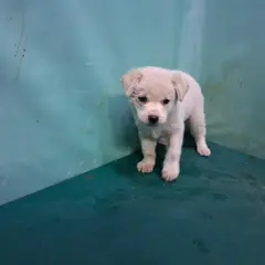 경산시 크림색 믹스견 수컷