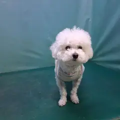 경산시 흰색 비숑 프리제 수컷