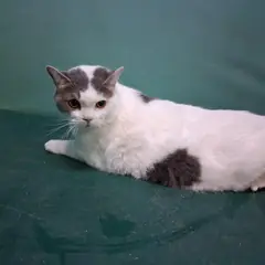 경산시 기타(흰색, 회색) 믹스묘 암컷