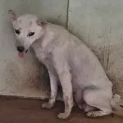 의성군 흰색 믹스견 암컷