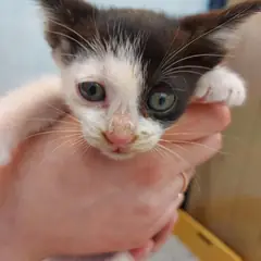 영덕군 기타(검정,흰색) 믹스묘 수컷