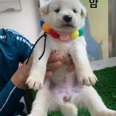 영덕군 흰색 믹스견 암컷