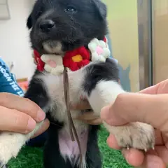 영덕군 검정&흰색 믹스견 암컷