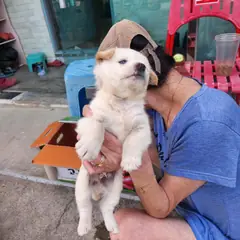 영덕군 흰색 믹스견 수컷