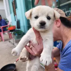 영덕군 흰색 믹스견 암컷