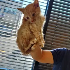 영덕군 기타(삼색이) 한국 고양이 수컷