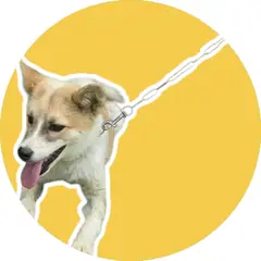 청도군 레몬색&흰색 믹스견 수컷