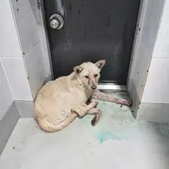 청도군 흰색 믹스견 암컷