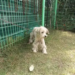 청도군 흰색 믹스견 암컷