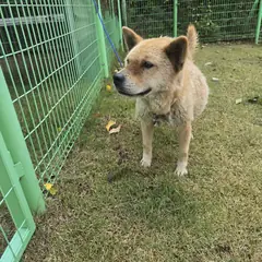 청도군 황갈색 믹스견 암컷