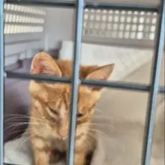 고령군 기타(황토색) 한국 고양이 수컷