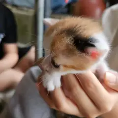 성주군 검은색흰색황토색조합 한국 고양이 성별 미상