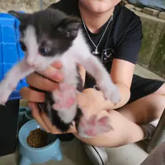 성주군 흰색/검은색 얼룩무늬 한국 고양이 성별 미상