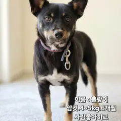 성주군 검정&황갈색 믹스견 암컷