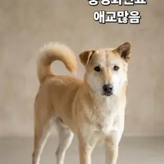 성주군 갈색 기타 수컷