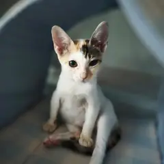 성주군 검은색흰색황토색조합 한국 고양이 암컷