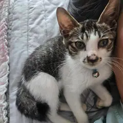 성주군 검은색흰색황토색조합 한국 고양이 암컷