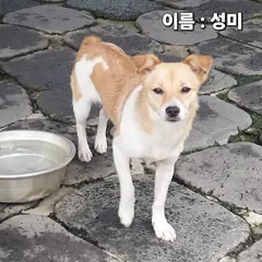 성주군 흰색&황갈색 믹스견 암컷