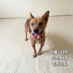 성주군 갈색&검정 믹스견 암컷