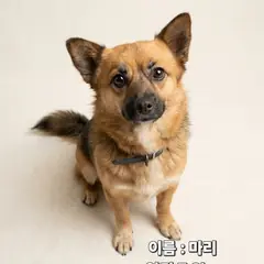 성주군 갈색 믹스견 암컷