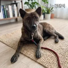 성주군 호반색(호랑이무늬) 기타 암컷