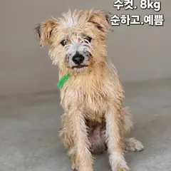 성주군 금갈색 기타 수컷