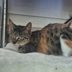 성주군 검은색흰색황토색조합 한국 고양이 성별 미상