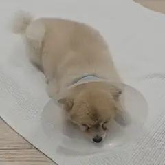 성주군 갈색 포메라니안 수컷