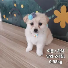 성주군 흰색 기타 암컷