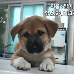성주군 갈색&검정 믹스견 암컷