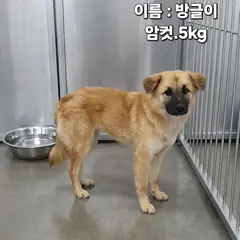 성주군 갈색&검정 믹스견 암컷
