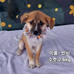성주군 갈색&검정&흰색 기타 수컷