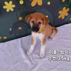 성주군 검정 황갈색&흰색 기타 수컷