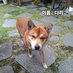 성주군 흑갈색 진도견 수컷