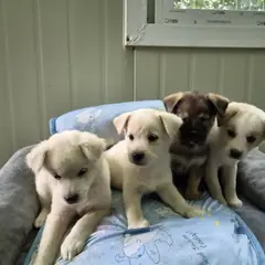 칠곡군 기타(흰색 갈색) 믹스견 수컷