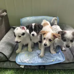칠곡군 기타(흰 갈 검) 믹스견 암컷