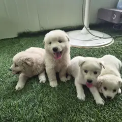 칠곡군 흰색 믹스견 수컷