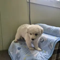 칠곡군 흰색 믹스견 암컷