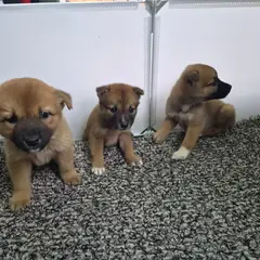 칠곡군 갈색 믹스견 수컷